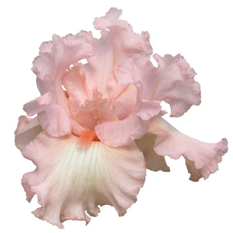 Beverly Sills Iris