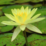 Texas Dawn Water Lily