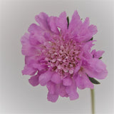 Pink Mist Scabiosa