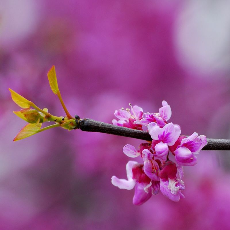 Eastern Redbud