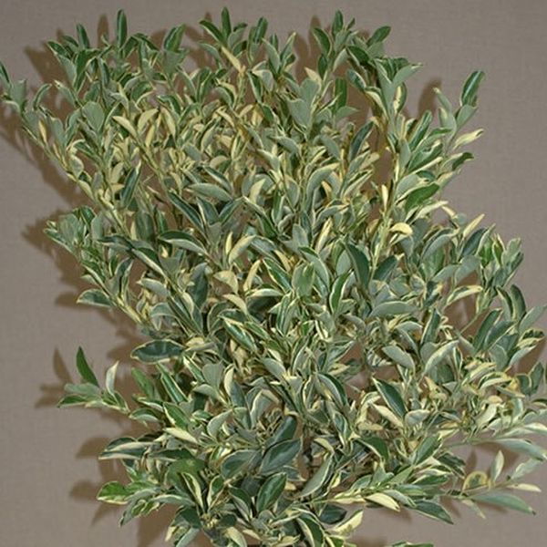 Variegated Calamondin Tree