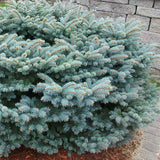 Dwarf Globe Blue Spruce