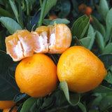 Calamondin Orange Tree