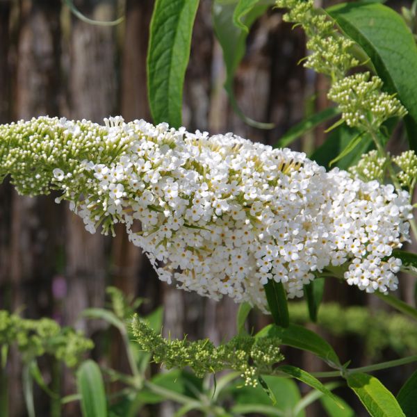 Buzz&trade; Ivory Butterfly Bush