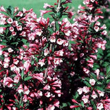 Java Red Weigela