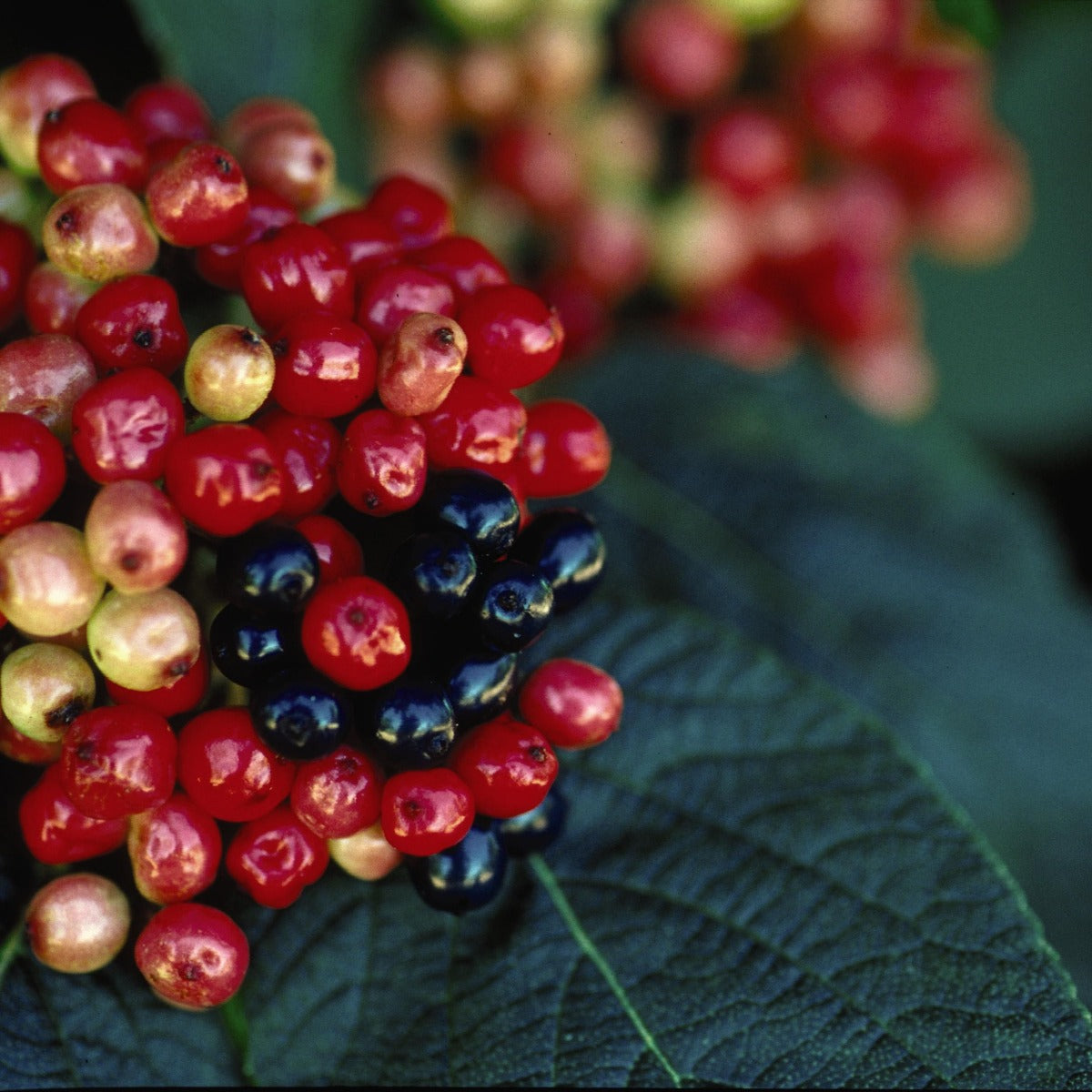 Mohican Viburnum