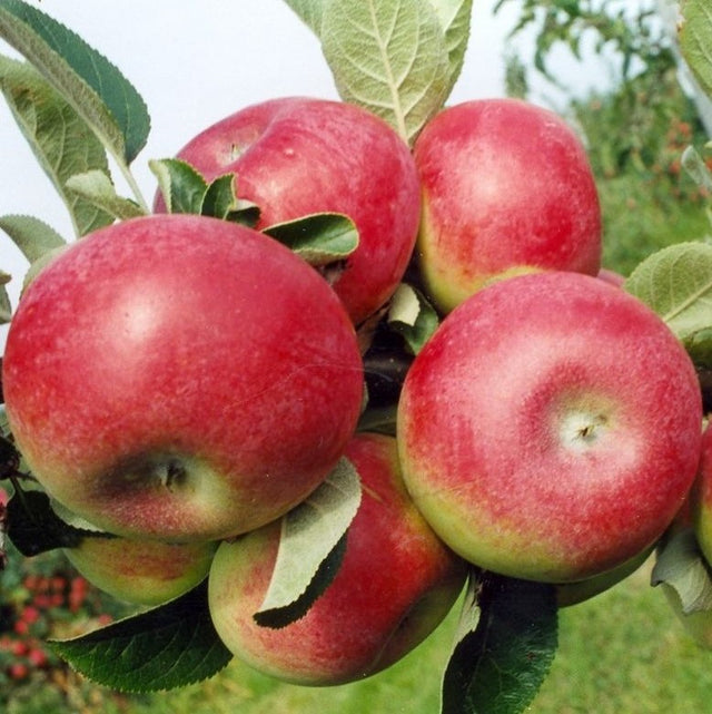 McIntosh Apple Tree