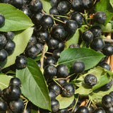 Audubon&reg; Native Black Chokeberry