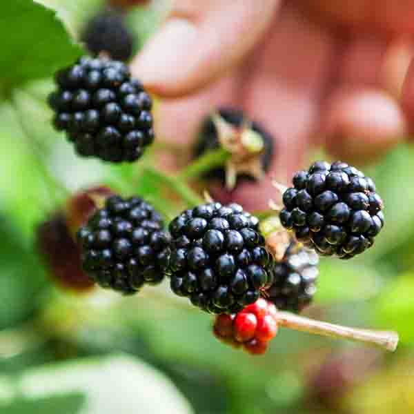 Sweetie Pie Blackberry Bush