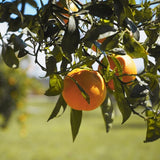 Bouquet de Fleurs Orange Tree