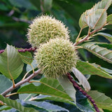 Audubon&reg; Native American Chestnut