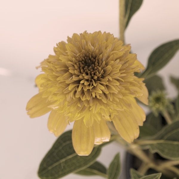 Double Scoop Lemon Cream Coneflower