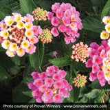 Bandana&reg; Pink Lantana