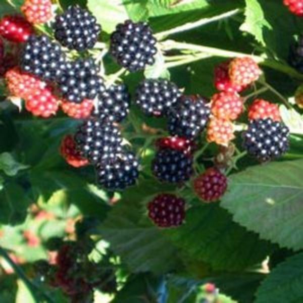 Navaho Thornless Blackberry Bush