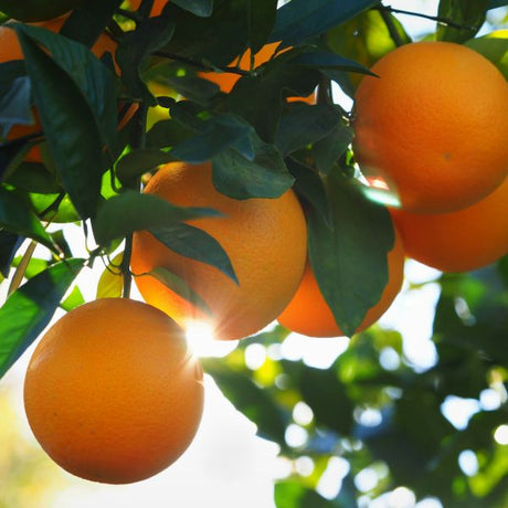 Valencia Orange Tree