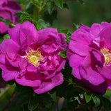 Purple Pavement Rose