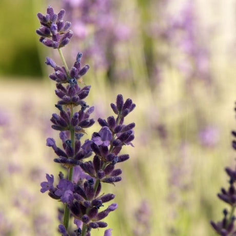 Avignon Early Blue Lavender