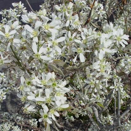 Cole's Select Serviceberry