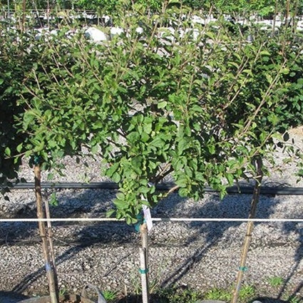 Bloomerang&reg; Lilac Tree