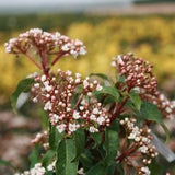 Spring Bouquet Laurustinus