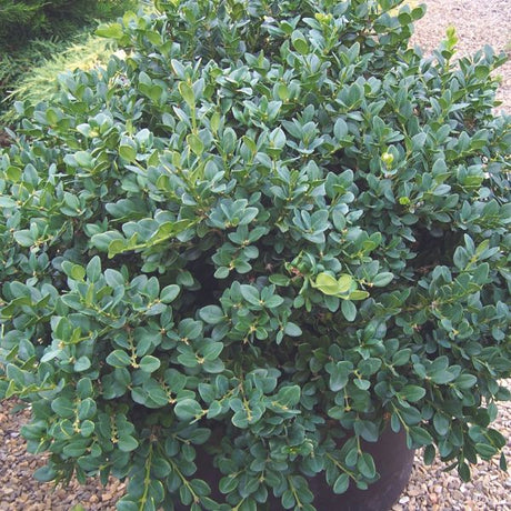 Gordo&trade; Boxwood