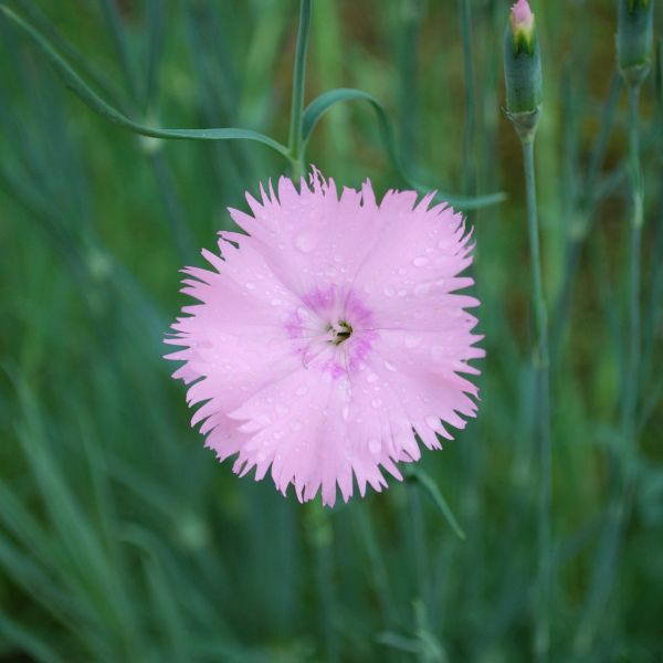 Baths Pink Dianthus