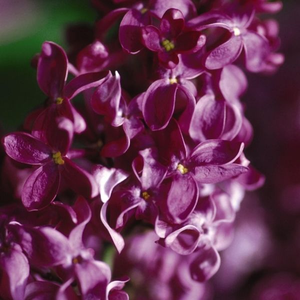 Monge Lilac