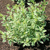 Creme de Mint&trade; Siberian Dogwood