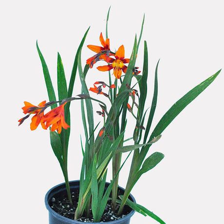 Emily McKenzie Crocosmia