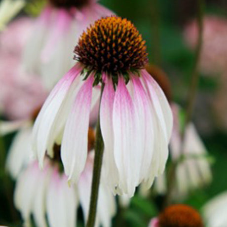 Pretty Parasol Gray Coneflower