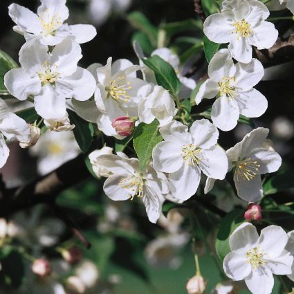 Snowdrift Crabapple