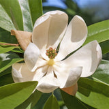 Sweet Bay Magnolia Tree