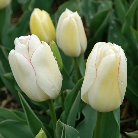 Diamond Jubilee Tulip