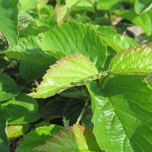 Raspberry Tart Viburnum