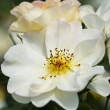 Easy Elegance&reg; Oscar Peterson&trade; Rose