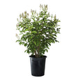 Red Rocket&reg; Crape Myrtle Shrub