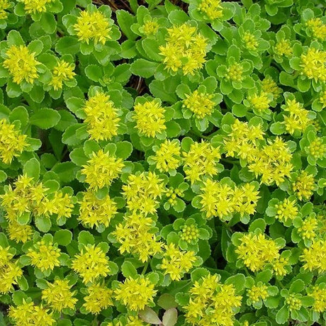 Sedum Lemon Drop