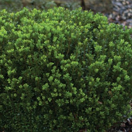 Baby Gem&trade; Boxwood