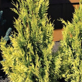 Forever Goldy&reg; Arborvitae