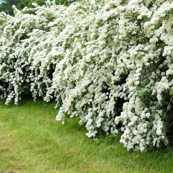 Vanhouttei Spirea