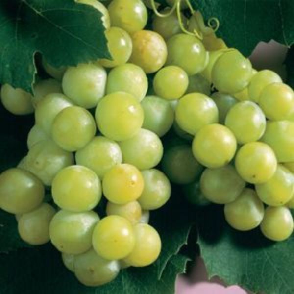 Niagara Grape Vine