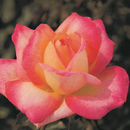 First Editions&reg; Love & Peace&reg; Rose