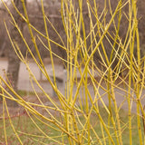 Yellow Twig Dogwood