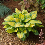 Hosta Paul's Glory