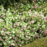 Pink Chablis Lamium