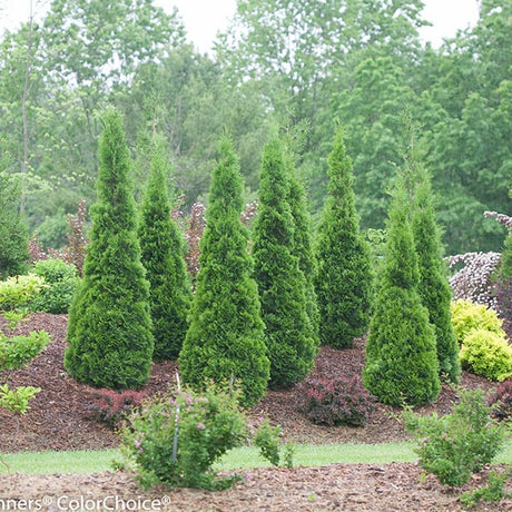 North Pole&reg; Arborvitae