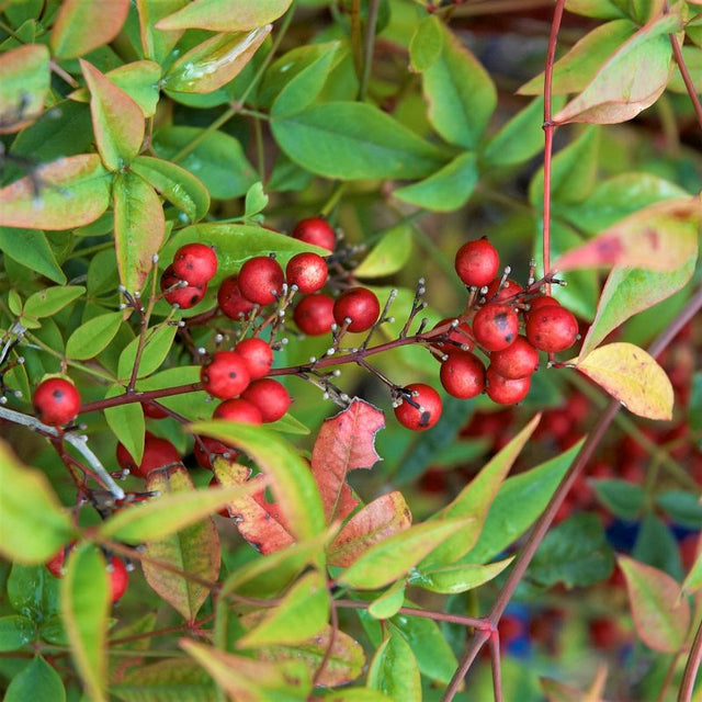 Obsession&trade; Nandina