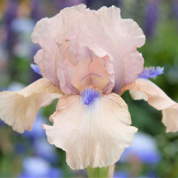 Concertina Tall Bearded Iris