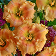 Rainbow Rhythm&reg; Orange Smoothie Daylily