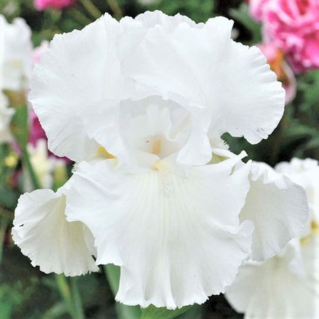 Immortality Tall Bearded Iris